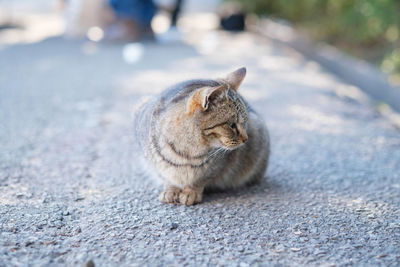 View of a cat sitting on road