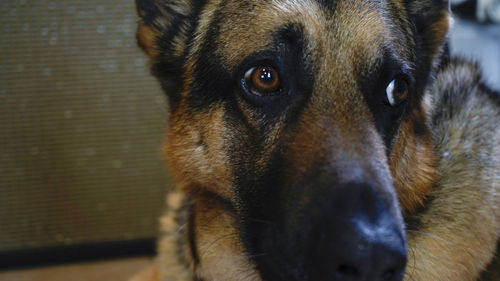 Close-up portrait of dog