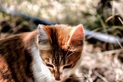 Close-up of cat