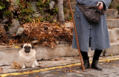 White dog and senior adult woman friendship