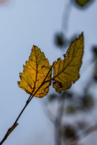 Close-up of maple leaf against sky