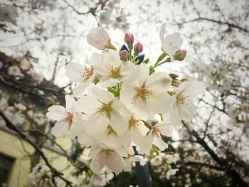 Close-up of fresh flowers on tree