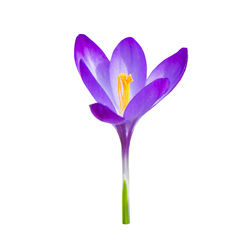 Close-up of purple crocus against white background