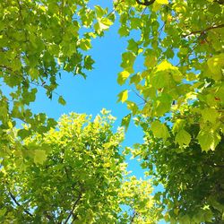 Low angle view of trees against clear blue sky