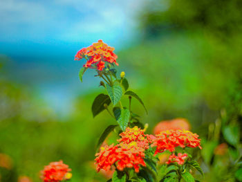 Close-up of orange flowering plant