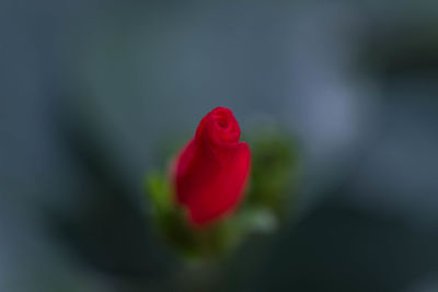 Close-up of red flower