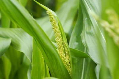 Close-up of green leaves