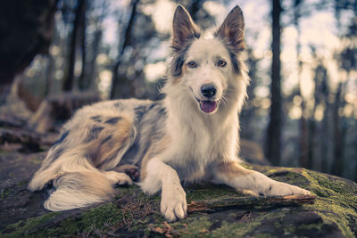 Portrait of dog on field