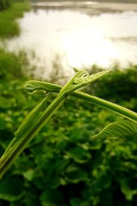 Close-up of fresh green plant