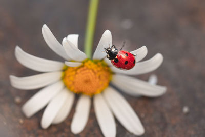 Close up of a ladybird hanging upside down on a petal of a daisy