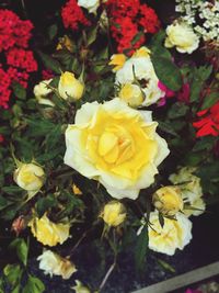 Close-up of yellow roses