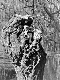 Close-up of tree trunk