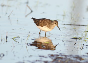 Close-up of duck in lake