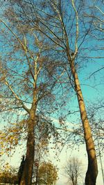 Low angle view of bare tree against sky