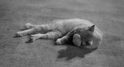 High angle view of cat sleeping on floor