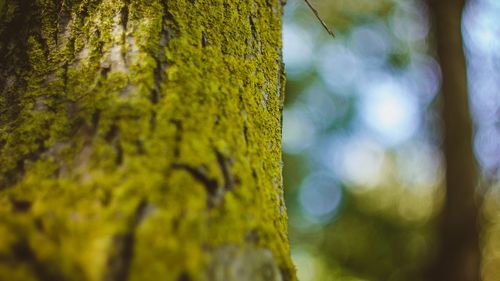 Close-up of tree trunk