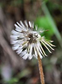 Close-up of white dandelion flower