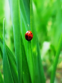 Close-up of ladybug on leaf