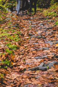 Low section of person wearing autumn leaves in forest