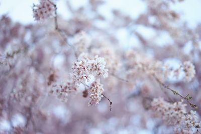 Close-up of snow covered tree