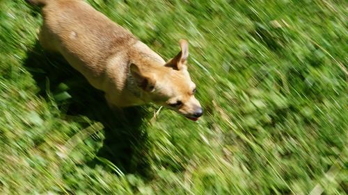 Blurred motion of dog running on grassy field