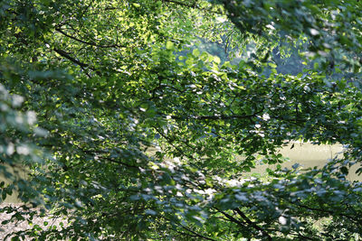 Low angle view of trees in forest