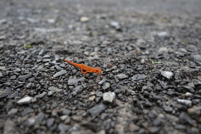 Close-up of insect on road