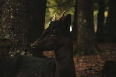 Close-up of deer in the forest