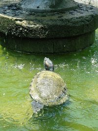 High angle view of duck swimming in lake