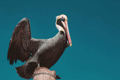 Low angle view of pelican against clear blue sky