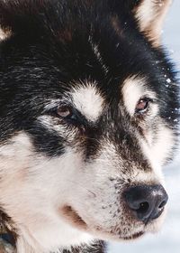 Close-up portrait of a dog