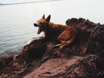 Dog relaxing on rock by sea