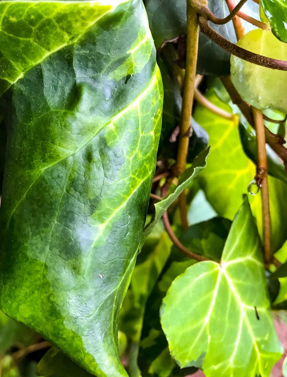 CLOSE-UP OF LEAF ON PLANT