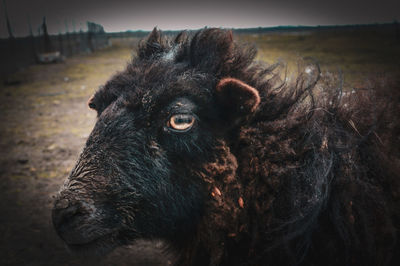 Close-up of a horse in the field