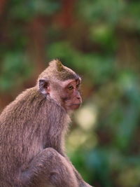 Close-up of monkey sitting outdoors