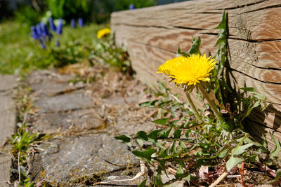 Close-up of yellow flowering plant on land