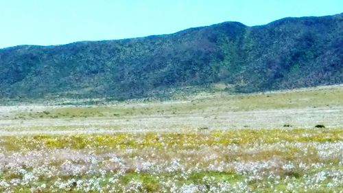 Scenic view of landscape against clear sky