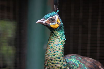 Close-up of a parrot in cage