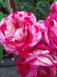 Macro shot of pink flower