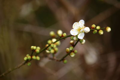 Close-up of cherry blossoms in spring.