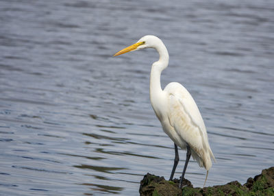 White egret  next to intracoastal waters