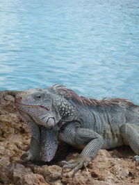 Close-up of turtle in water