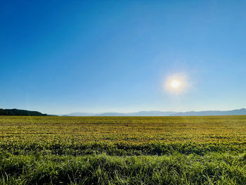 Scenic view of agricultural field against clear blue sky