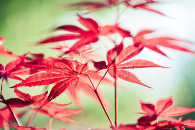 Close-up of red maple leaves