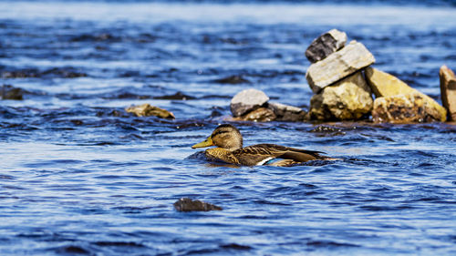 View of duck swimming in sea