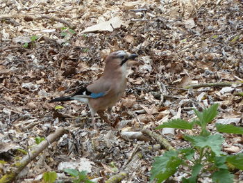 Bird perching on field