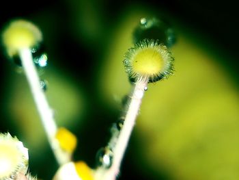 Close-up of flower against blurred background