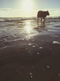 Dog on beach against sky