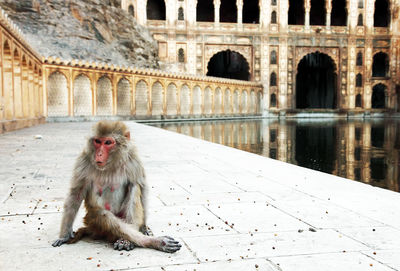 Monkey sitting by pond against old building