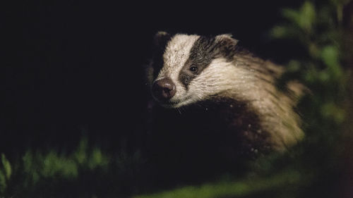 Close-up of weasel in forest